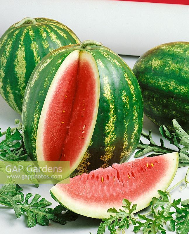 Wassermelone / Citrullus lanatus Crimson Round