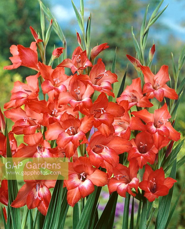 Gladiolus Butterfly World Flavour