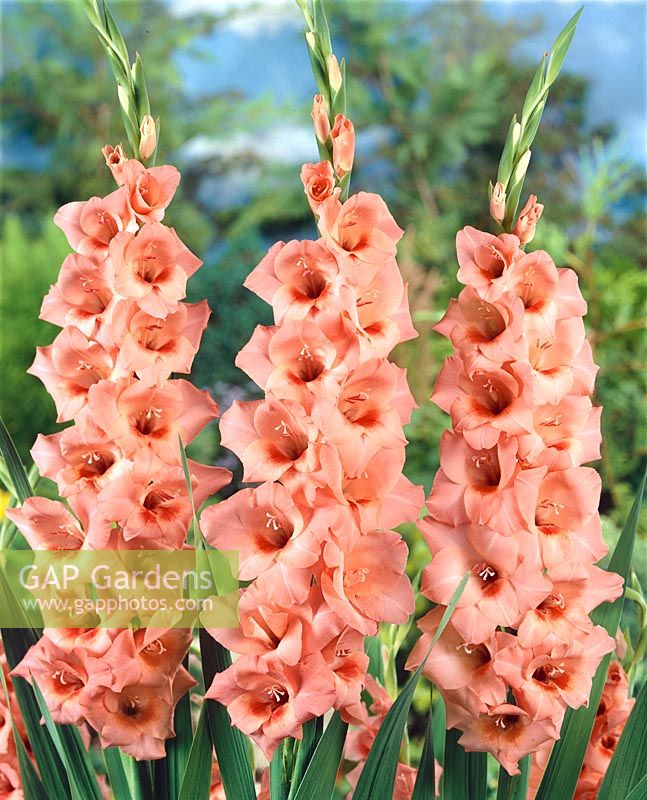 Gladiolus Lucky Number