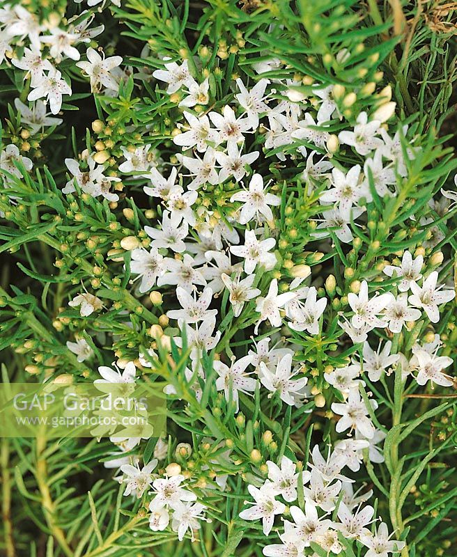 Myoporum parvifolium Fine LK