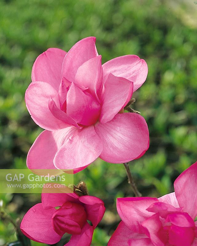 Magnolia Pink Cascade