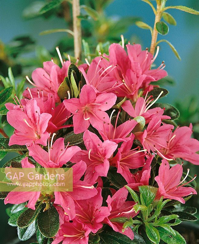 Rhododendron x kurume Hana-Asobi