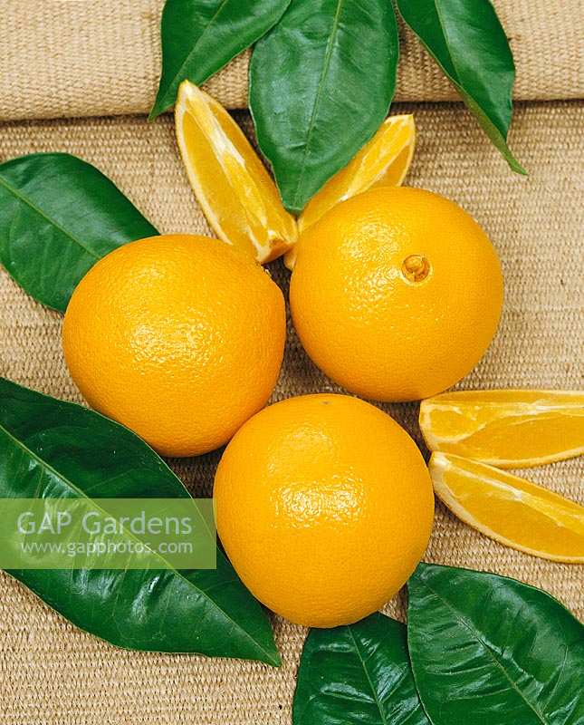 Orange / Citrus sinensis Navel small type