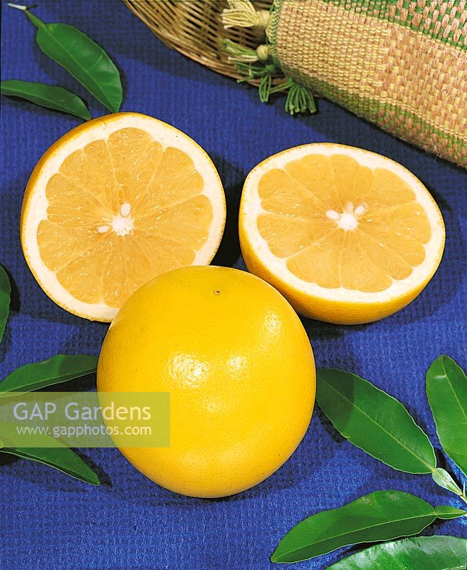 Grapefruit / Citrus x paradisi White Florida type