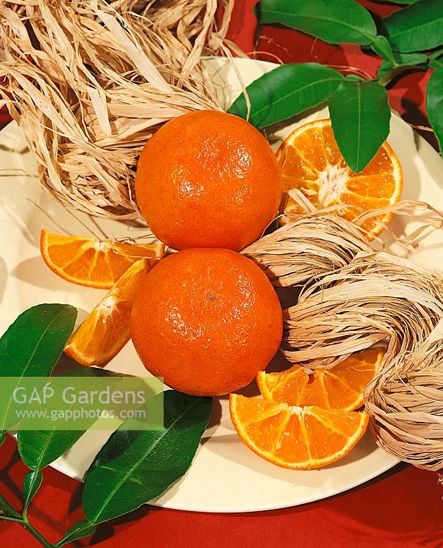Tangerine / Citrus tangerina Sunburst type
