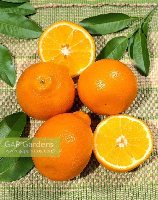 Citrus tangerina x C.paradisi Minneola