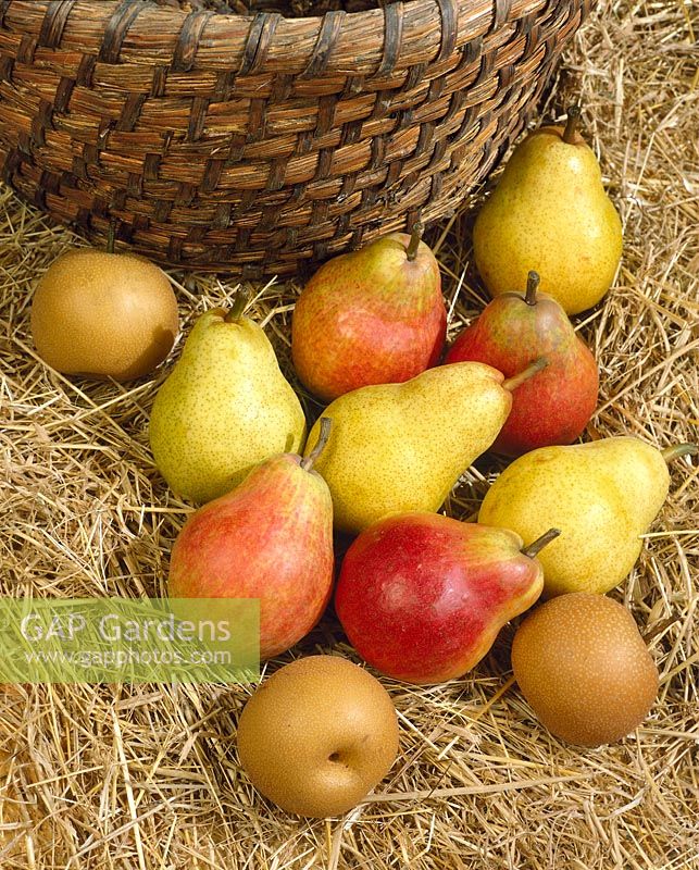 fruits mixed apples and pears