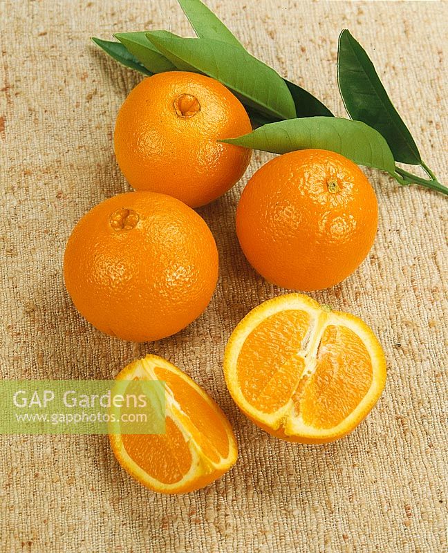 Orange / Citrus sinensis Washington Navel