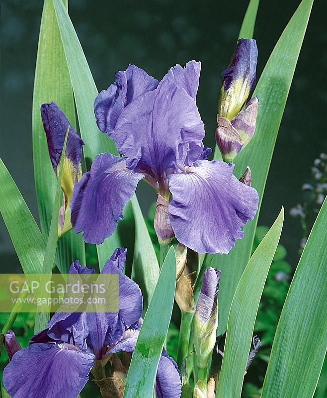 Iris x germanica Pacific Panorama