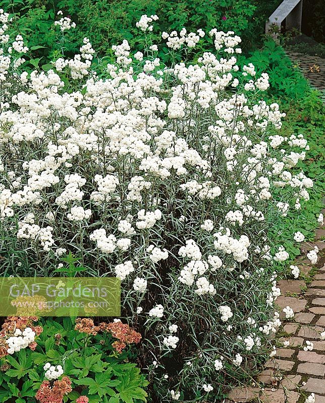 Achillea ptarmica Perry's White