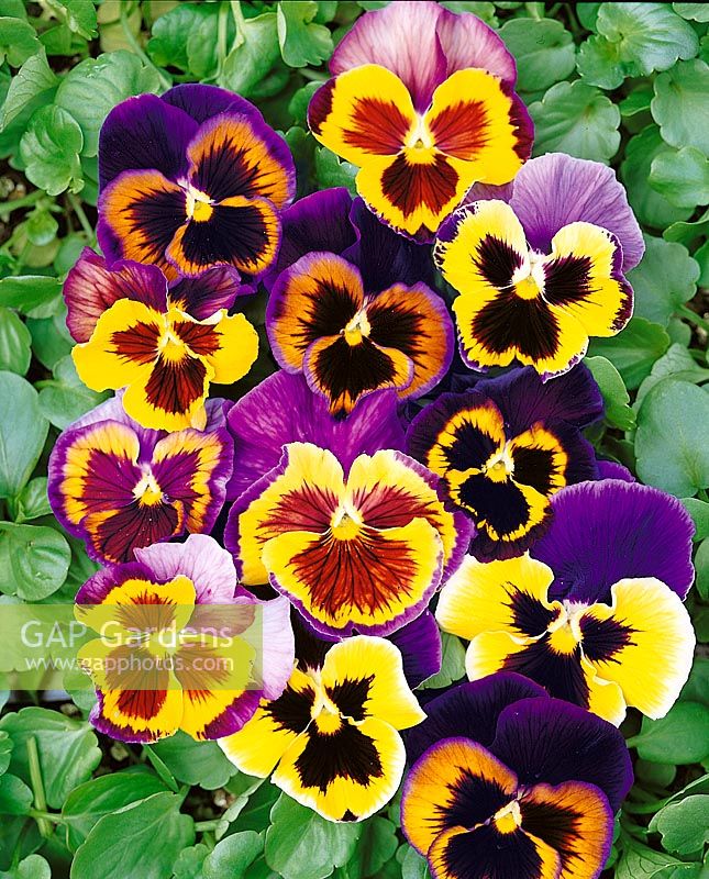 Viola-Wittrockiana-Hybriden Tricolor mixed