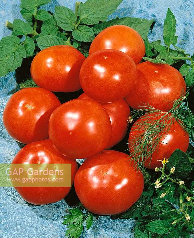Tomaten JOGEN
