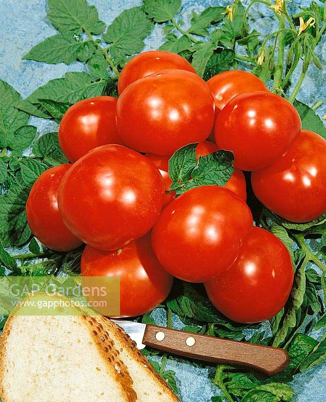 Tomaten MOSKWITSCH