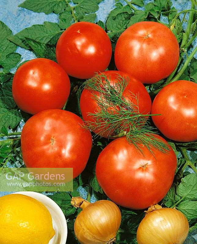 Tomaten WALENTINA