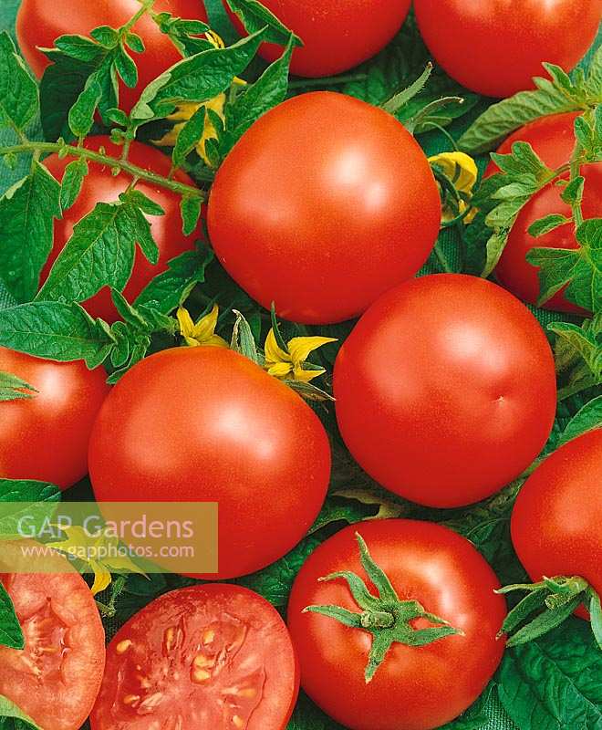 Tomaten SINBAD