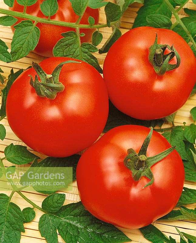 Tomaten IROK