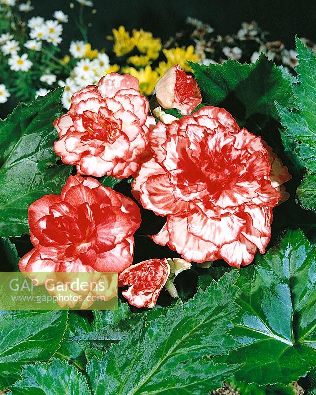 Begonia Marmorata WHITE/RED