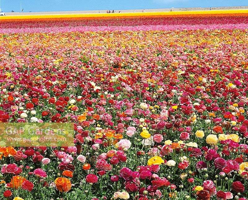 field with Ranunculus