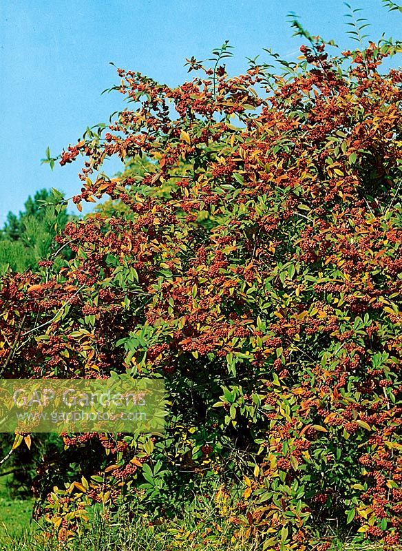 Cotoneaster x watereri Cornubia