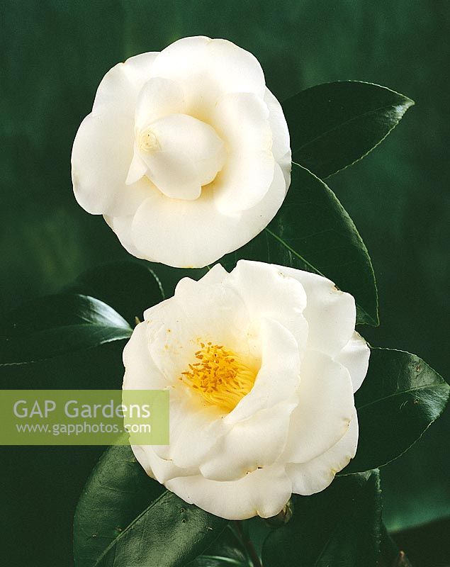 Camellia williamsii Janet Waterhouse