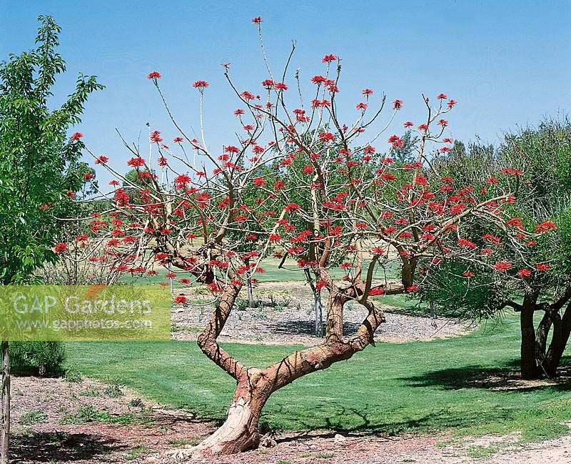 ERYTHRINA CORALLOIDES (NAKED CORALTREE)