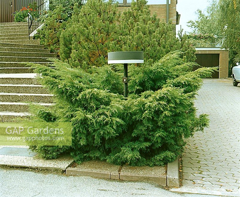 Juniperus x pfitzeriana Wilhelm Pfitzer