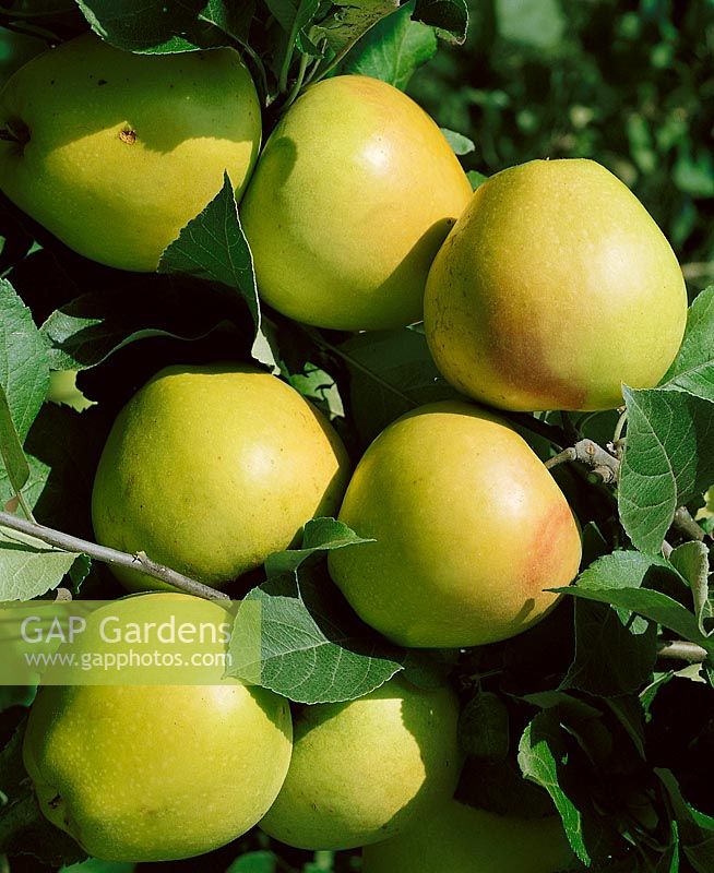 Apfel / Malus domestica Odenwälder