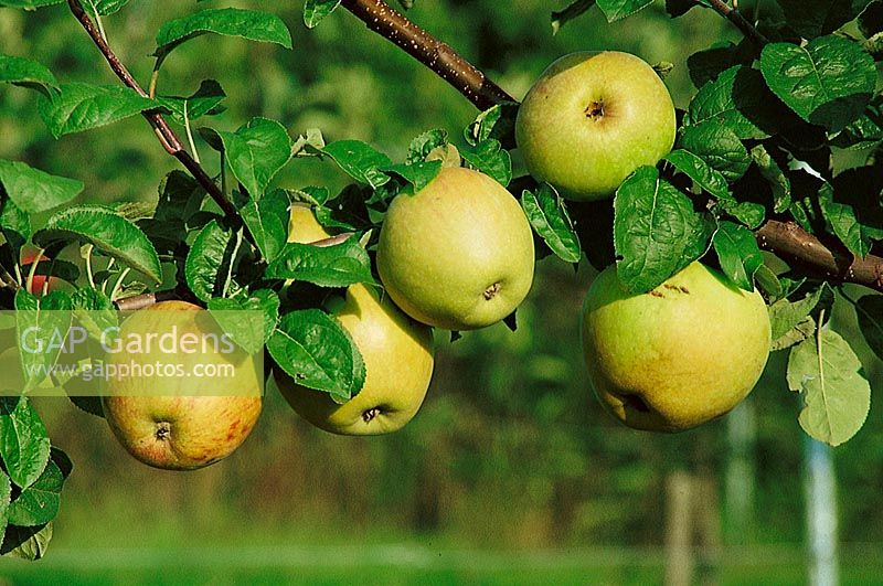 Apfel / Malus domestica Wiltshire