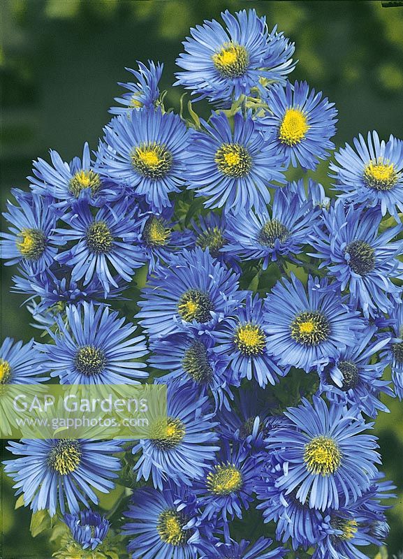 Aster Barr's Blue