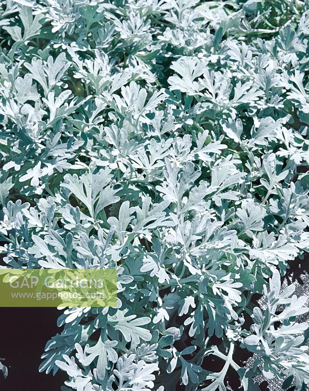 Artemisia Boughton Silver