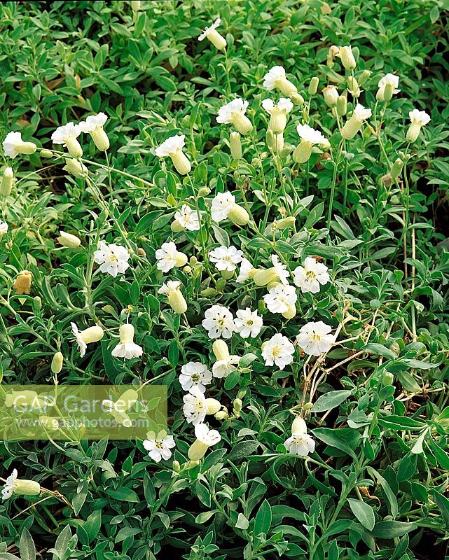 Silene vulgaris ssp. maritima Robin Whitebreast