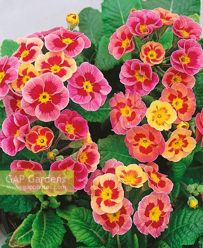 PRIMULA PACIFIC GIANT / YELLOW LOOP