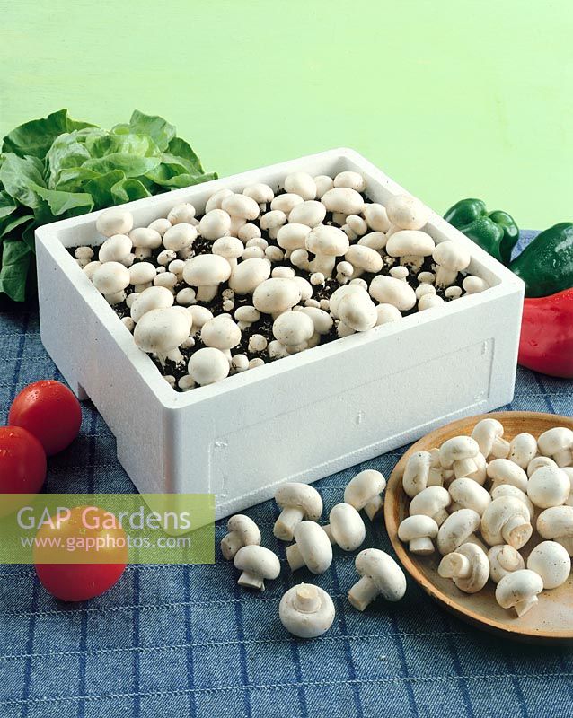 Champignons / Agaricus hortensis in Kiste / in box