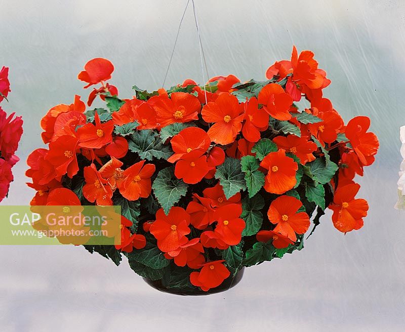 Begonia x tuberhybrida Galaxy Orange in hanging basket