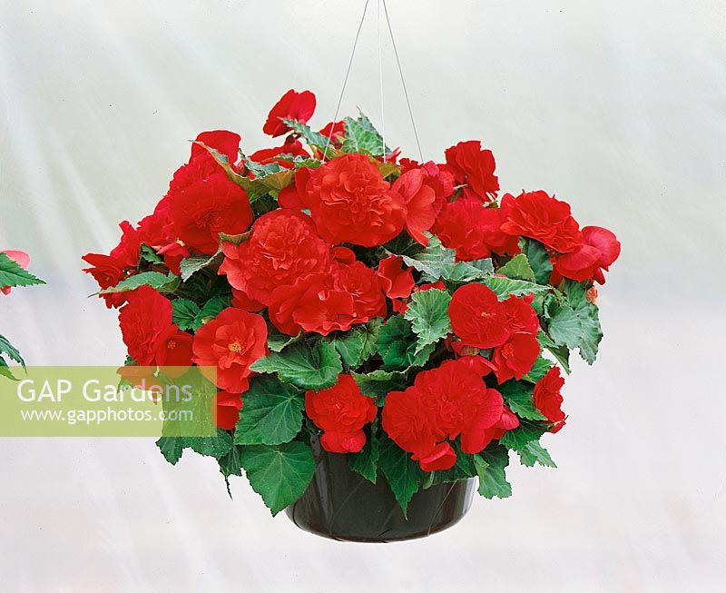 Begonia x tuberhybrida Fortune Red in hanging basket