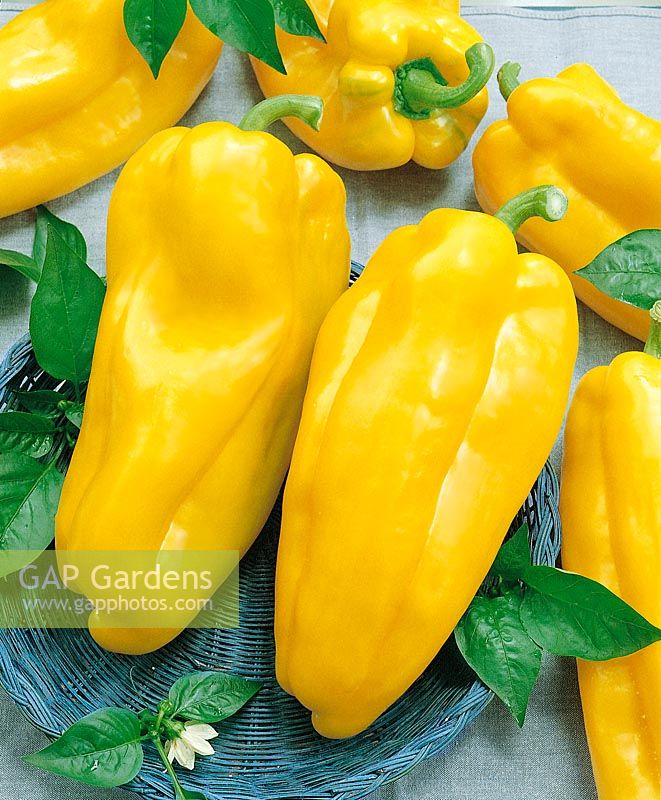 Paprika / Capsicum annuum yellow
