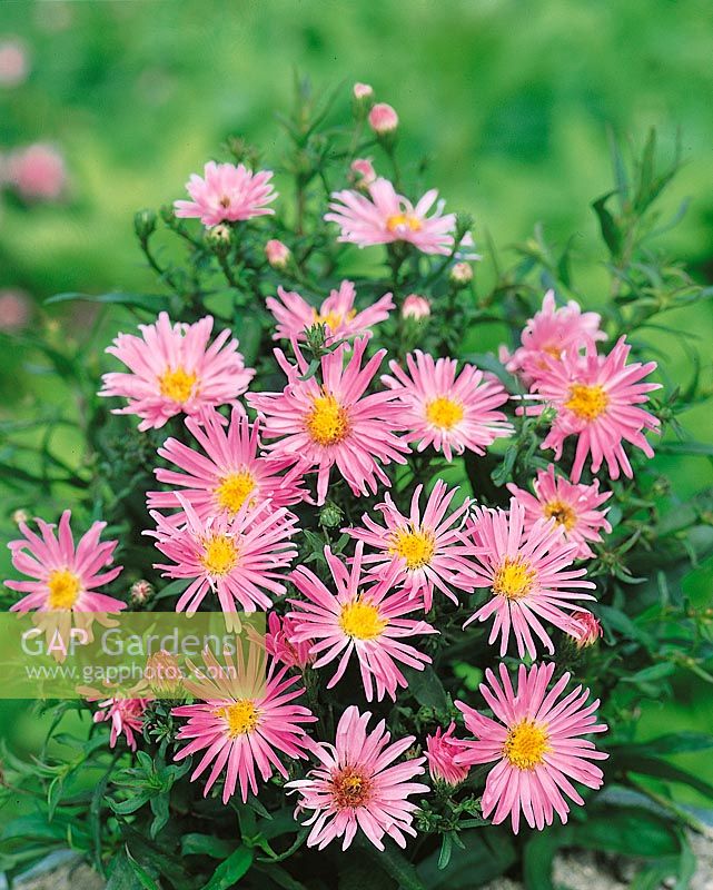 Aster Pink Lace