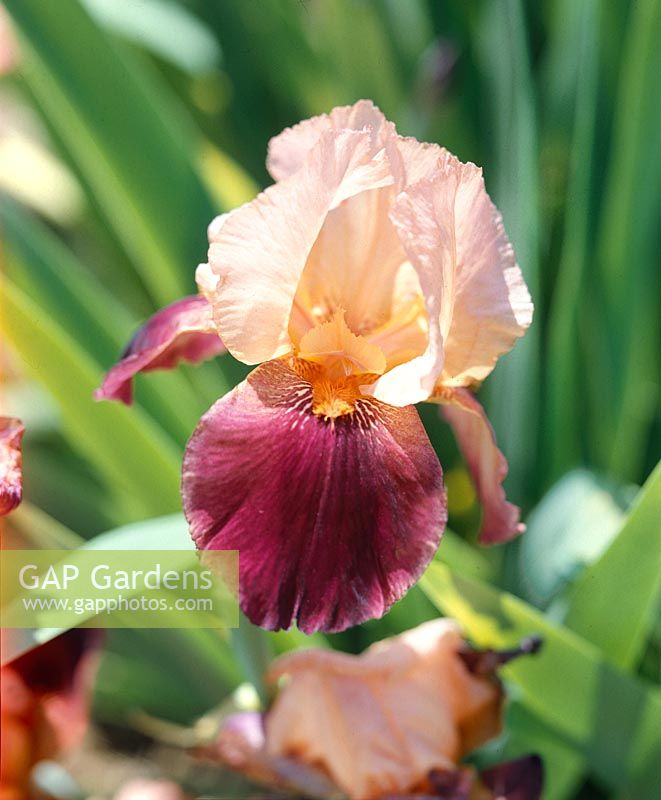 Iris x germanica Cimarron Strip