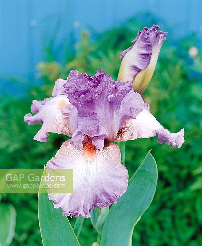 Iris x germanica Raspberry Frills