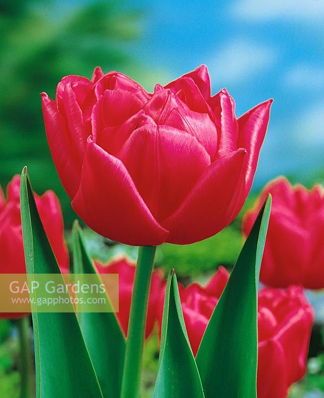 Tulipa Double Early Queen of Marvel