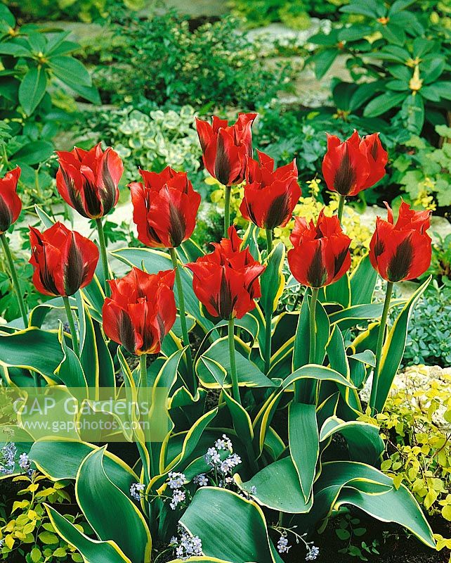 Tulipa viridiflora Hollywood Star