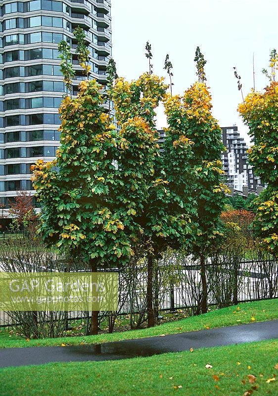 Acer platanoides Columnare in autumn