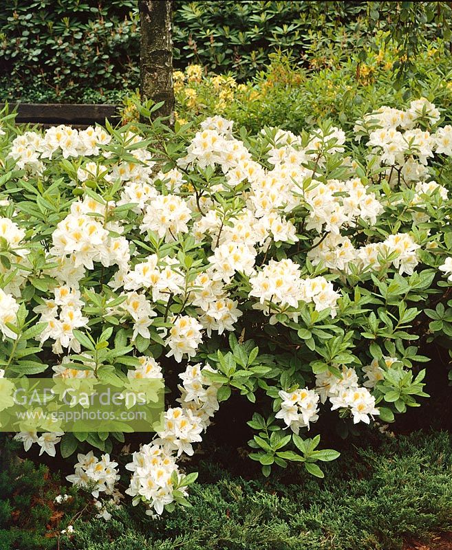 Rhododendron Persil
