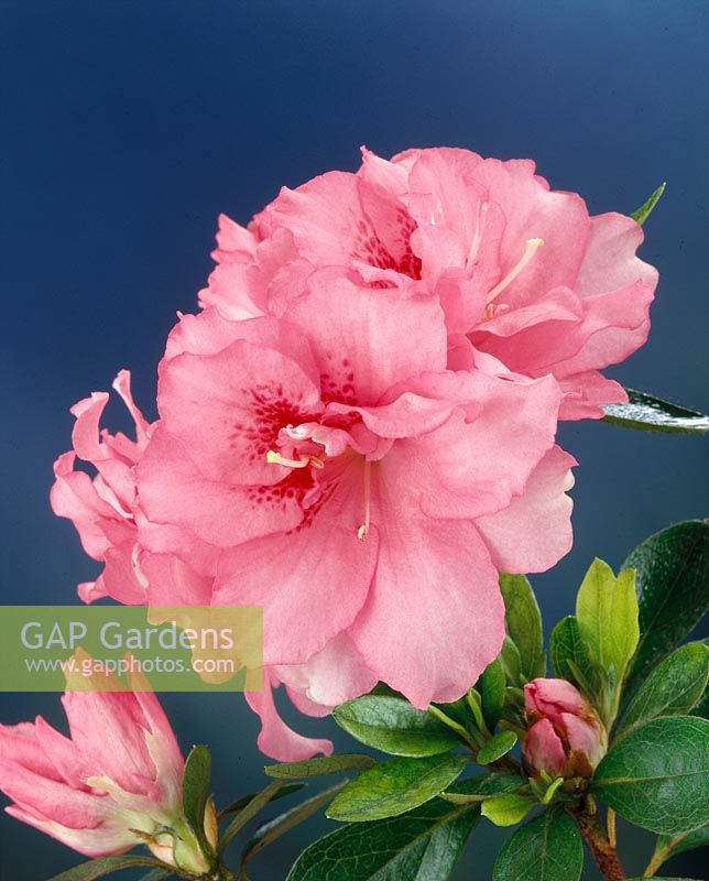 Rhododendron molle Rose Queen