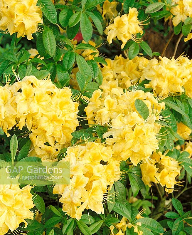 Rhododendron Golden Sunset