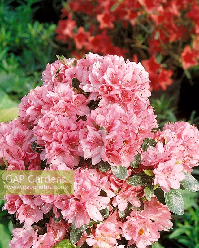 Rhododendron Blaauw's Pink