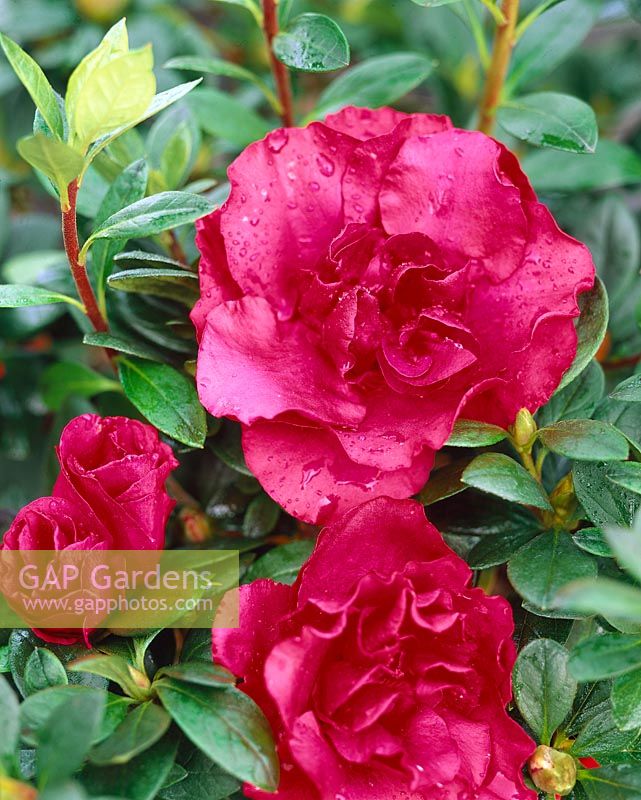 Rhododendron Red Satin