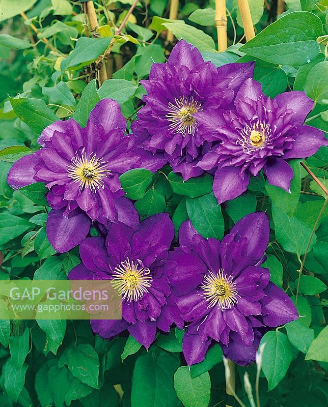 Clematis Royalty