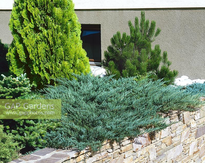 Juniperus Blaue Donau