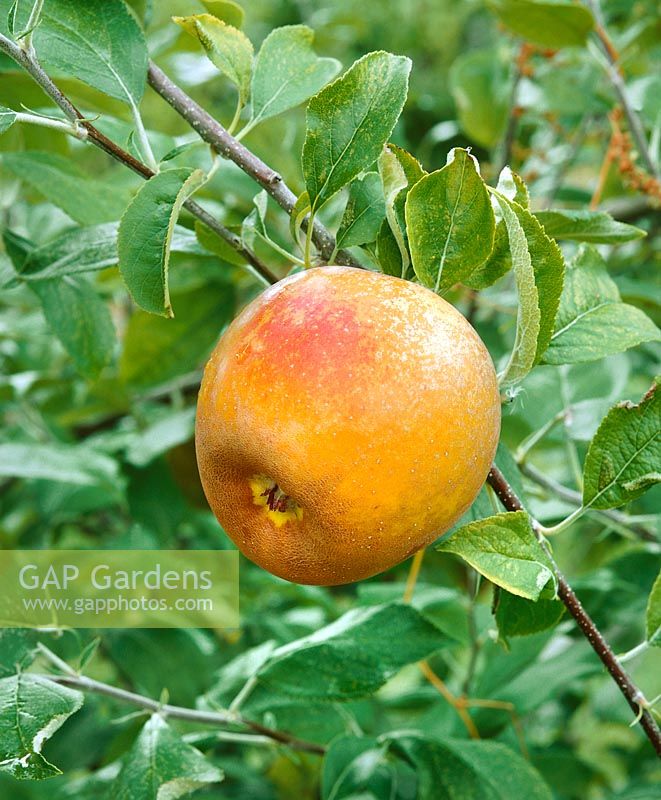 Apfel / Malus domestica Golden Russet